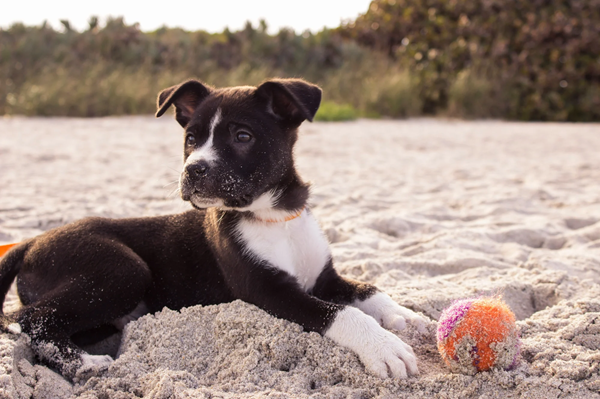 A cute puppy جرو لطيف